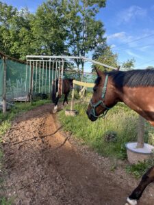 Wellness-fuer-Pferde-Honnespa-Norden (3)