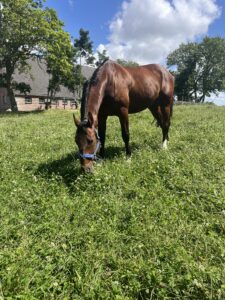 Wellness-fuer-Pferde-Honnespa-Norden (4)